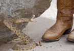 Do Snake Boots Really Work