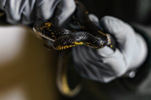 Best Snake Bite Proof Gloves