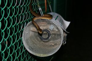 Best snake traps