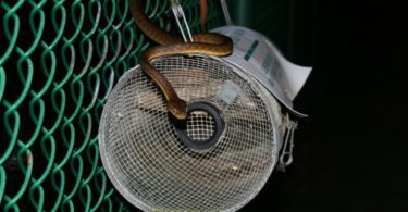 Best snake traps