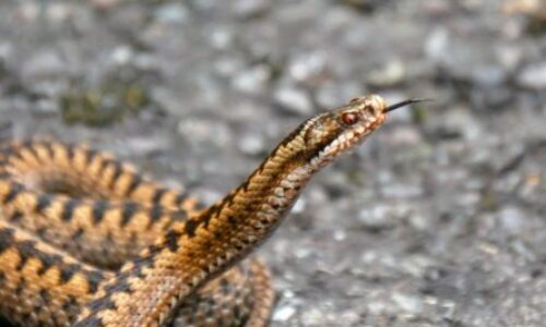 How To Tell If a Snake Is Poisonous? – Identifying Venomous Snakes