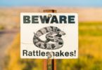 How to Avoid Rattlesnakes While Hiking