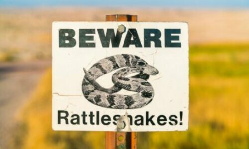 How to Avoid Rattlesnakes While Hiking? – Have Safe Adventures
