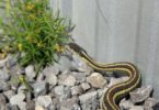 How to Get Rid of Snakes in the House