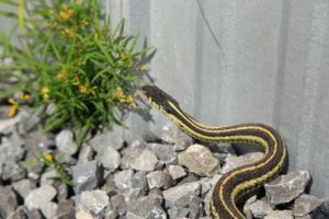 How to Get Rid of Snakes in the House