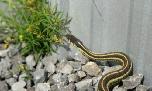 How to Get Rid of Snakes in the House? Here’s to Make Life Safer