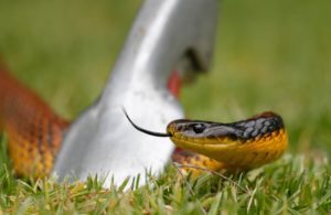 What To Do If You See A Snake In Your Yard