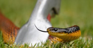 What To Do If You See A Snake In Your Yard
