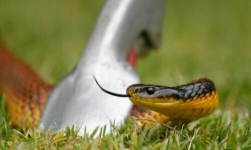 What To Do If You See A Snake In Your Yard?