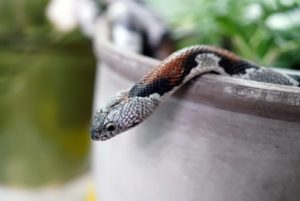 Does mothballs keep snakes away