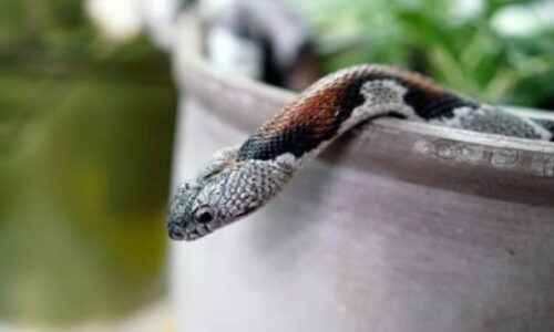 Does mothballs keep snakes away?- A Myth or Does it Really Work?