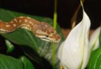 Plants that Attract Snakes