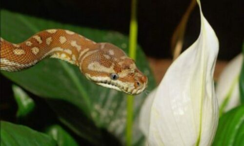 Plants that Attract Snakes: Trees, Flowers, and Plants to Avoid!