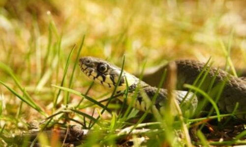 Animals that Keep Snakes Away & Scare Them – Have one to be Safe!
