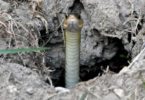 How to Get Rid of Snake Holes