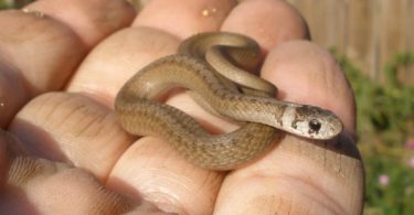 Signs of Snakes in Your Yard