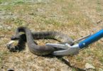 What to Do If a Snake Chases You
