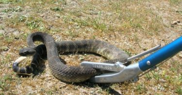 What to Do If a Snake Chases You