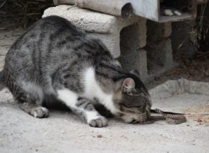 Do Cats Keep Snakes Away
