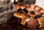 Does Snake Away Work on Copperheads