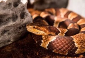 Does Snake Away Work on Copperheads