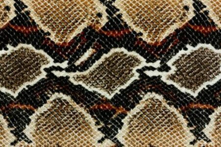 Found Snake Skin in Basement? Then This Guide is for You!