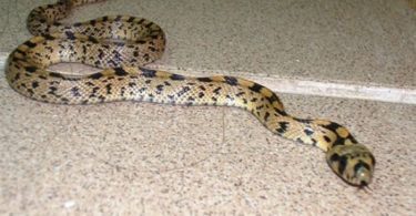 How Keep Snakes Out of Basement