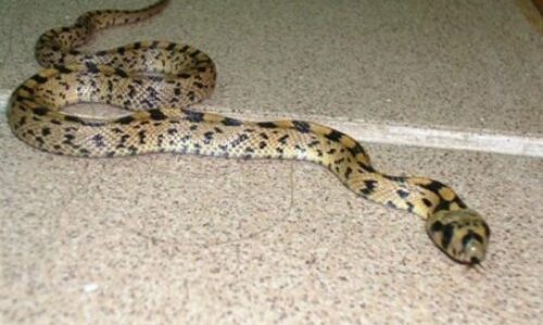 How to Keep Snakes Out of Basement