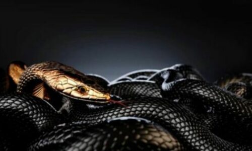 How to Get Rid of Black Snakes? Ultimate Tips to Follow!