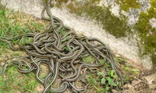 How to Get Rid of a Snake Den