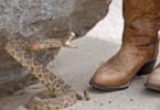 What Type Boots Do Need to Prevent Snake Bites