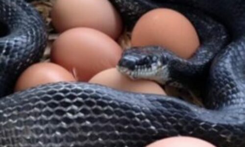 How to Get Rid of Snakes in Chicken Coop