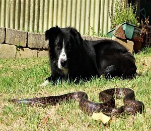 Are Snakes Afraid of Dogs