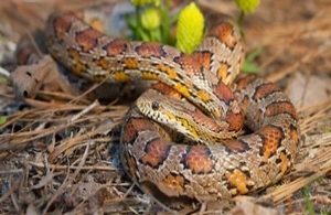 Does Pine Straw Attract Snakes