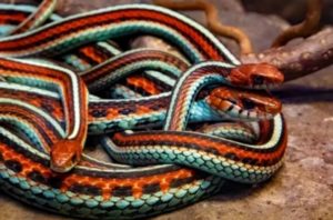 How to Tell If a Snake Is Poisonous By Color