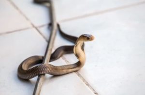 What Attract Snakes to Your Home