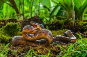 What State Has the Most Snakes in the Us