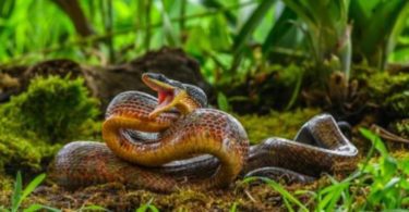 What State Has the Most Snakes in the Us