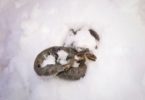 Where Do Snakes Go In the Winters