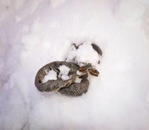 Where Do Snakes Go In the Winters