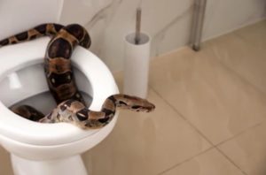 How Get Rid Of Snake in Toilet