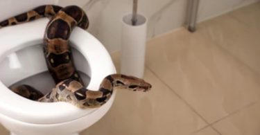 How Get Rid Of Snake in Toilet