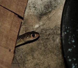How Find Snake in Garage