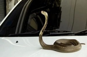 How Prevent Snakes from Getting In Your Car