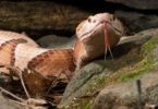How to Get Rid of a Copperhead Snake