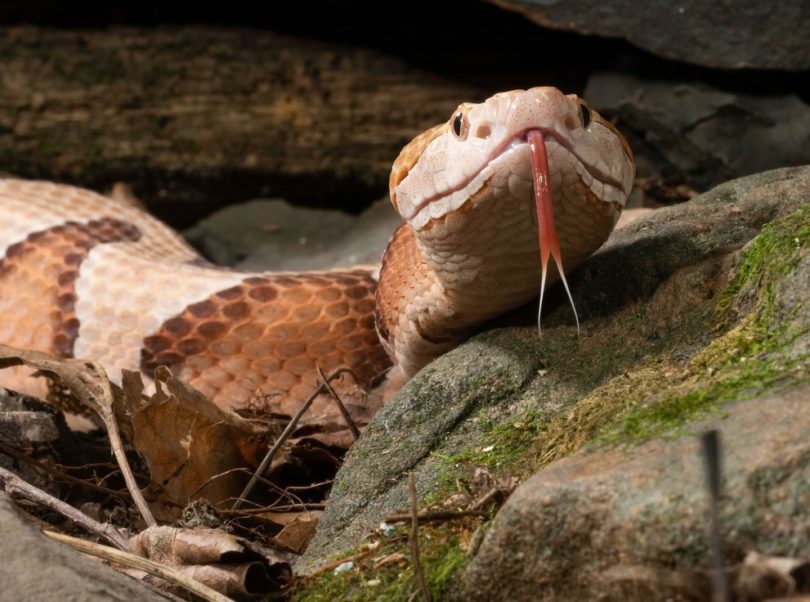 How to Get Rid of a Copperhead Snake? It's Time Get Rid of it