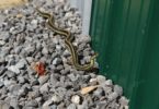 How to Make Your Backyard Snake Proof