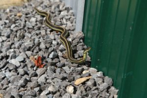 How to Make Your Backyard Snake Proof
