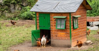 How to Snake Proof Your Chicken Coop