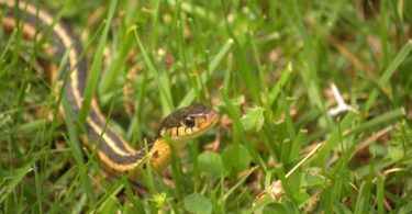 How to Get Rid of Garden Snake